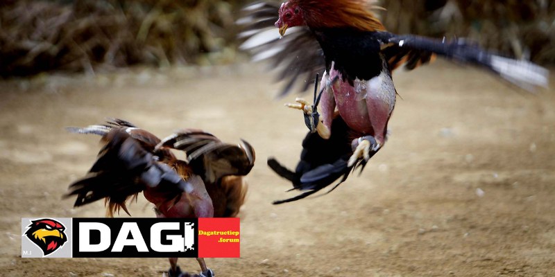 Các Giống Gà Đá Nổi Tiếng