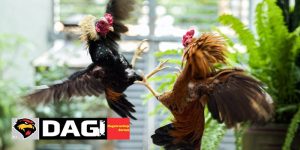 Các Giống Gà Đá Nổi Tiếng