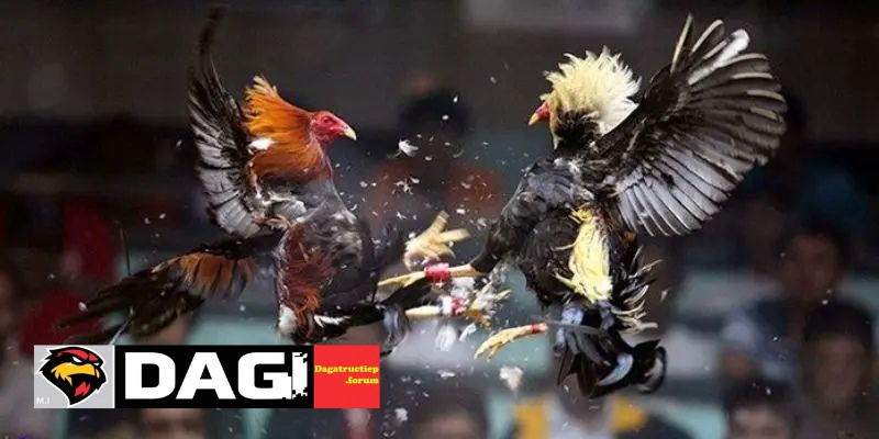 Các Giống Gà Đá Nổi Tiếng