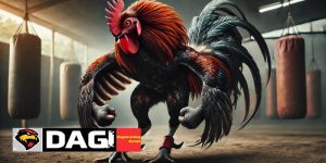 Các mẹo xem tướng gà, chọn gà chiến.