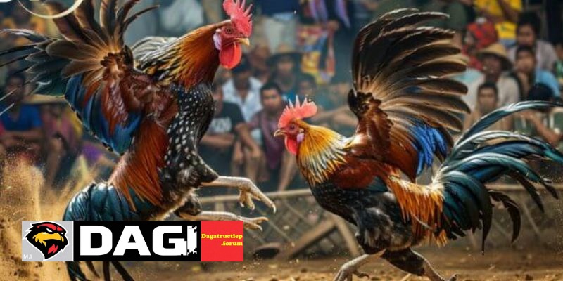 Cách Nhận Biết Trang Đá Gà Lừa Đảo