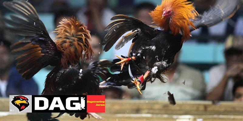 Cách Nhận Biết Trang Đá Gà Lừa Đảo