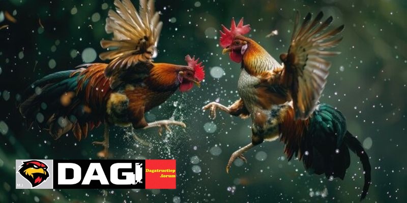 Luật Chơi Đá Gà Thomo
