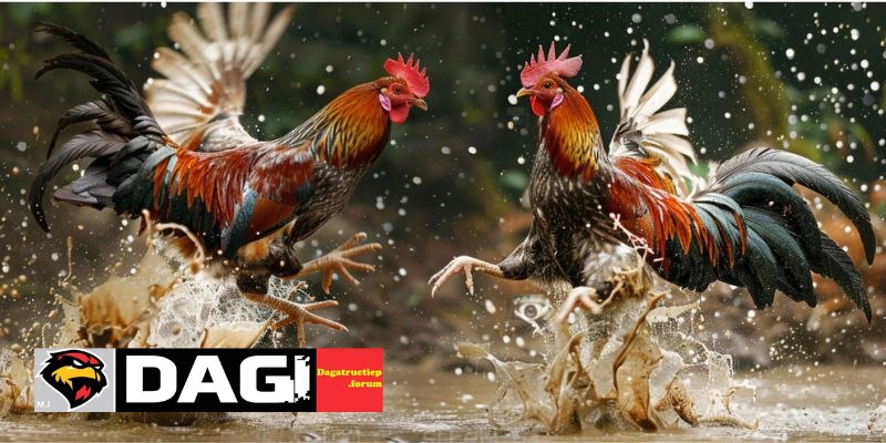 Luật Chơi Đá Gà Thomo