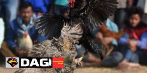 Rủi Ro Khi Tham Gia Đá Gà Trực Tiếp Và Cách Phòng Tránh
