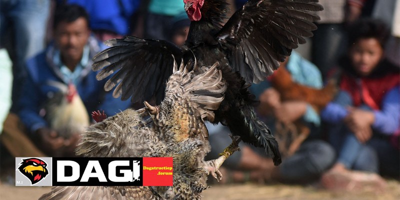 Rủi Ro Khi Tham Gia Đá Gà Trực Tiếp Và Cách Phòng Tránh