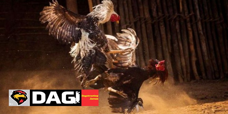 Rủi Ro Khi Tham Gia Đá Gà Trực Tiếp Và Cách Phòng Tránh