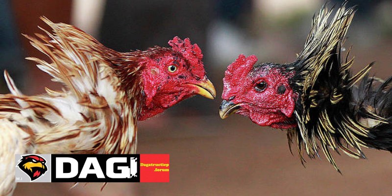 Thuật Ngữ Thường Dùng Trong Đá Gà