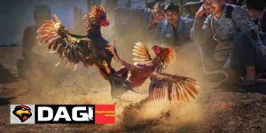 Thực Trạng Pháp Lý Của Đá Gà Trực Tiếp Tại Việt Nam