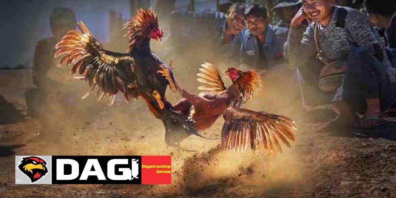 Thực Trạng Pháp Lý Của Đá Gà Trực Tiếp Tại Việt Nam