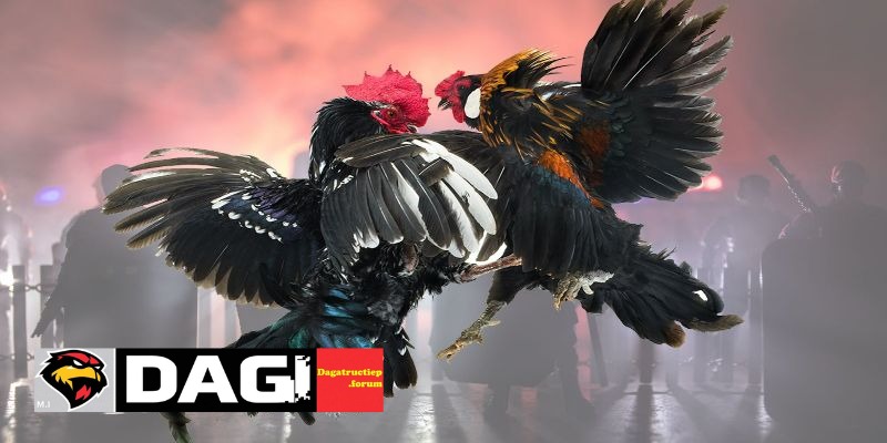 Thực Trạng Pháp Lý Của Đá Gà Trực Tiếp Tại Việt Nam