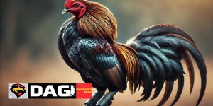 Top 5 Trang Đá Gà Trực Tiếp Uy Tín