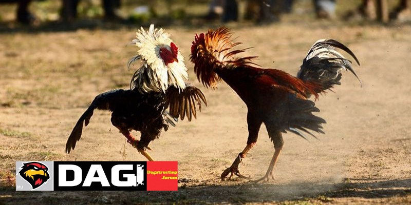 Xem Màu Mạng Gà Đá Theo Ngày