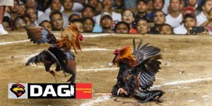 Xem Màu Mạng Gà Đá Theo Ngày