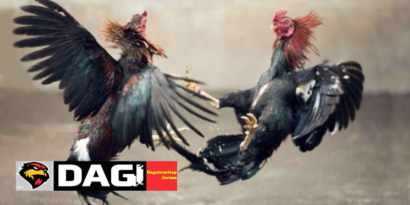 Xem Màu Mạng Gà Đá Theo Ngày